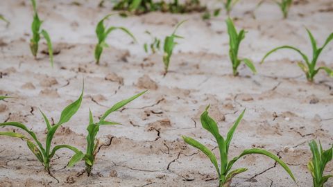 L'Espagne cherche de l'aide auprès de la Commission européenne pour aider ses agriculteurs face à une sécheresse exceptionnelle. L'Espagne cherche de l'aide auprès de la Commission européenne pour aider ses agriculteurs face à une sécheresse exceptionnelle.