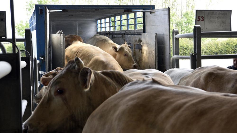 Les abattages et les exportations de bovins vivants ou de viande bovine sont en baisse au début de l'année 2023.