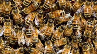 Le nouvel outil Toxibees donne gratuitement accès aux informations relatives à la toxicité des matières actives sur les pollinisateurs.