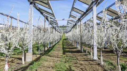 Sous ombrières depuis octobre 2022, les pruniers de Claude Sollier ont été moins sensibles au gel du début d'avril.