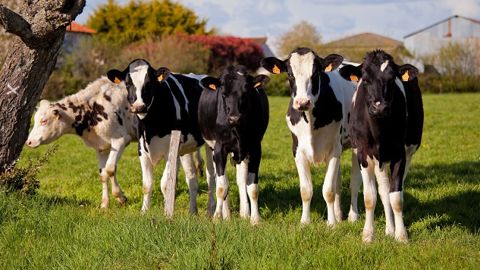 Qui a besoin d'un vermifuge ? Les critères pour faire le TRI