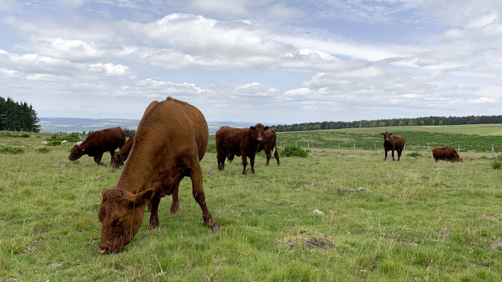 La production nationale atteint au 20 avril 2023, 23,2% de la production annuelle attendue.