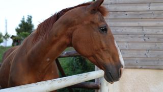 Après enquête de la gendarmerie, le parquet d'Aurillac a classé sans suite la plainte de la Fondation Brigitte Bardot à propos de la foire aux chevaux de Maurs (photo d'illustration).