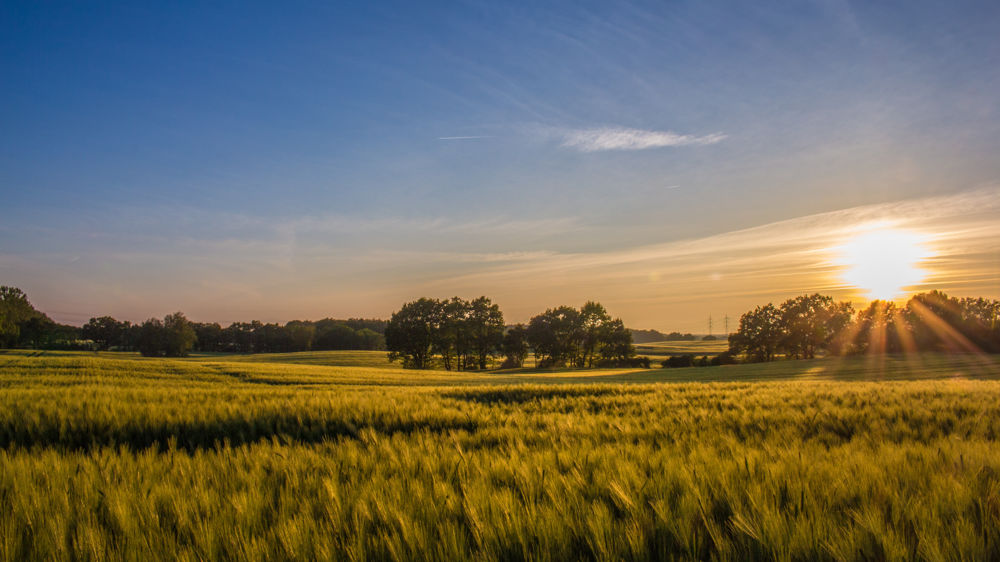Agrivoltaïsme, pourquoi et comment s’installer ?