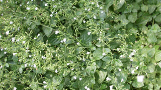 Clinopodium nepeta, l'une des nouvelles espèces sur lesquelles Xylella a été identifiée dans l'Aude et le Gard. Clinopodium nepeta, l'une des nouvelles espèces sur lesquelles Xylella a été identifiée dans l'Aude et le Gard.