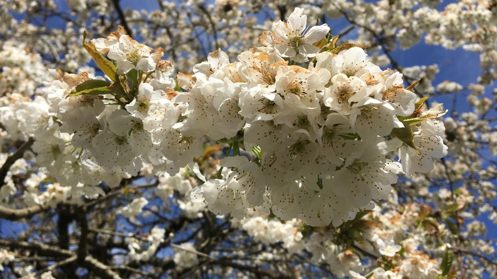 Les avances sur le versement des indemnisations au titre des calamités agricoles concernent 82 départements.
