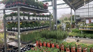 Le texte ouvrant la possibilité de créer des organisations de producteurs est paru. La démarche permet, à l'initiative d'exploitants mutualisant leurs moyens, de rééquilibrer les relations commerciales avec l'aval, par exemple les jardineries. Le texte ouvrant la possibilité de créer des organisations de producteurs est paru. La démarche permet, à l'initiative d'exploitants mutualisant leurs moyens, de rééquilibrer les relations commerciales avec l'aval, par exemple les jardineries.
