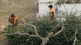Sauf exceptions, l’interdiction de taille des haies entre le 15 mars et le 31 juillet ne concerne pas les chantiers urbains. Sauf exceptions, l’interdiction de taille des haies entre le 15 mars et le 31 juillet ne concerne pas les chantiers urbains.