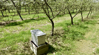 L'arrêté prévoit que durant la floraison des cultures attractives, telles que les arbres fruitiers, les produits phyto puissent être utilisés entre deux heures avant le coucher du soleil et 3 heures après. Mais des dérogations pour l'éclaircissage, ou pour venir à bout de certains bioagresseurs ou maladies existent. L'arrêté prévoit que durant la floraison des cultures attractives, telles que les arbres fruitiers, les produits phyto puissent être utilisés entre deux heures avant le coucher du soleil et 3 heures après. Mais des dérogations pour l'éclaircissage, ou pour venir à bout de certains bioagresseurs ou maladies existent.