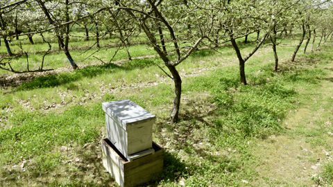 L'arrêté prévoit que durant la floraison des cultures attractives, telles que les arbres fruitiers, les produits phyto puissent être utilisés entre deux heures avant le coucher du soleil et 3 heures après. Mais des dérogations pour l'éclaircissage, ou pour venir à bout de certains bioagresseurs ou maladies existent. L'arrêté prévoit que durant la floraison des cultures attractives, telles que les arbres fruitiers, les produits phyto puissent être utilisés entre deux heures avant le coucher du soleil et 3 heures après. Mais des dérogations pour l'éclaircissage, ou pour venir à bout de certains bioagresseurs ou maladies existent.