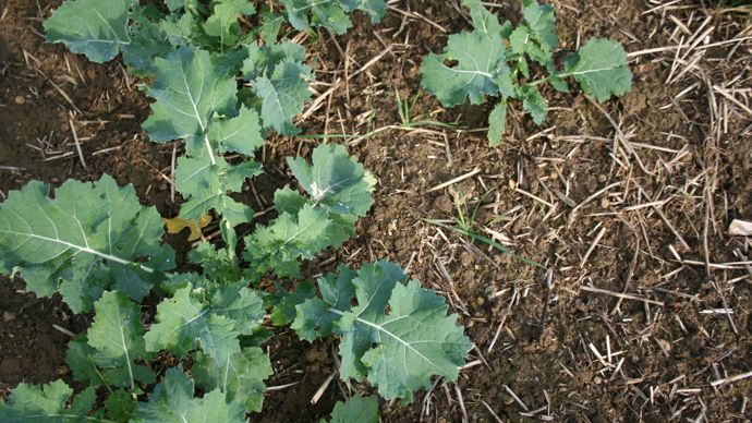 Les graminées sont de plus en plus difficiles à détruire dans le colza.