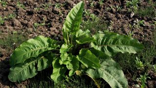 La gestion du rumex, dont la pression peut être forte dans les zones compactées, passe par le scalpage. La gestion du rumex, dont la pression peut être forte dans les zones compactées, passe par le scalpage.