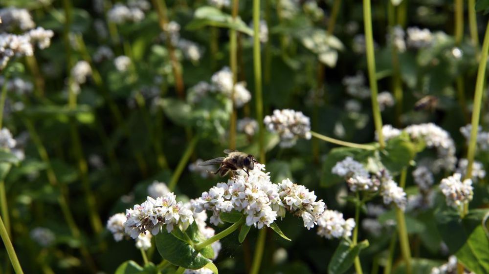 L'Efsa met à jour la première version de 2013 de son document d'orientation relatif à l'évaluation des risques pour les pollinisateurs.