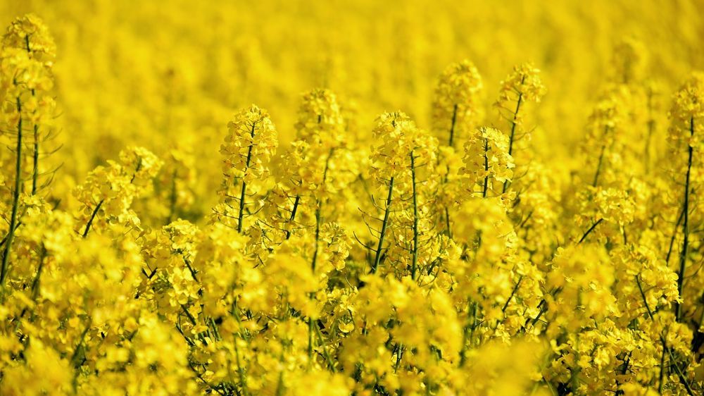 Le marché des oléagineux pâtit du manque d’élan du pétrole.