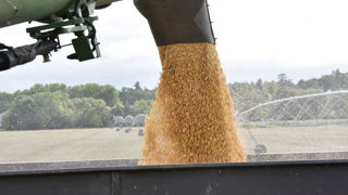 Le marché du maïs est sous la pression des importations, notamment d’Ukraine. Le marché du maïs est sous la pression des importations, notamment d’Ukraine.