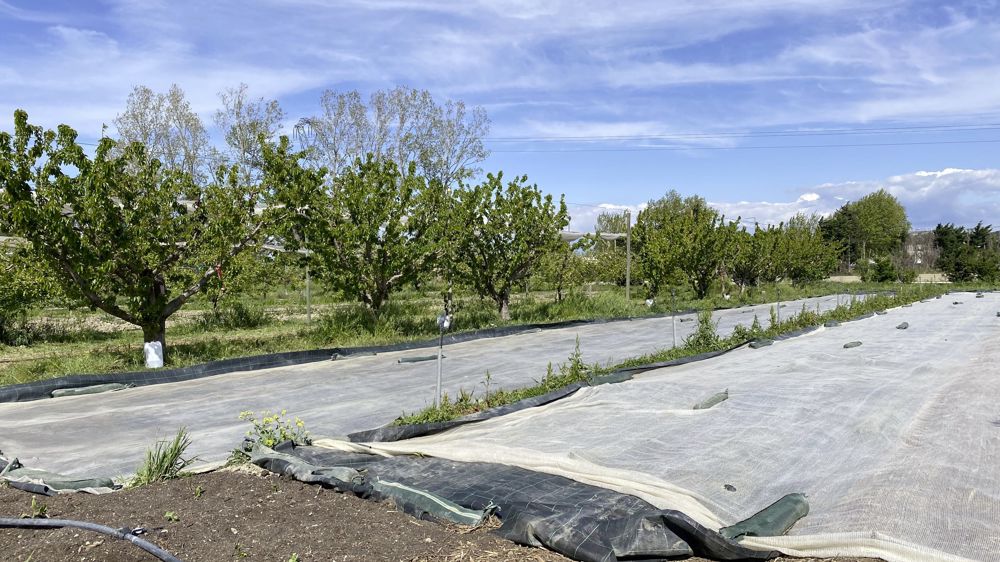 Les arbres fruitiers sont implantés en double rang. Les cultures légumières se trouvent entre les deux vergers. Les arbres fruitiers sont implantés en double rang. Les cultures légumières se trouvent entre les deux vergers.
