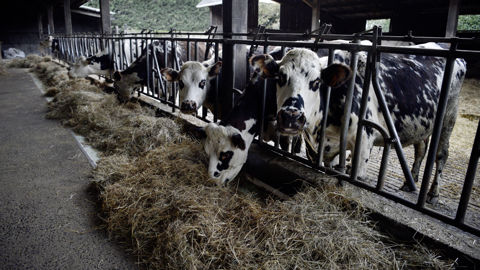 L'Efsa vient de rendre deux nouveaux avis concernant le bien-être des vaches laitières, des canards, des oies et des cailles. L'Efsa vient de rendre deux nouveaux avis concernant le bien-être des vaches laitières, des canards, des oies et des cailles.