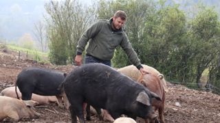 Les porcs de Rémi Roediger, élevés en plein air intégral, prélèvent une partie de leur alimentation dans la nature.