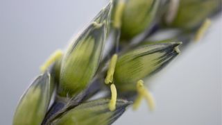 À l’approche de la floraison, il est important d’évaluer le risque de contamination des épis de blé par les fusarioses. À l’approche de la floraison, il est important d’évaluer le risque de contamination des épis de blé par les fusarioses.