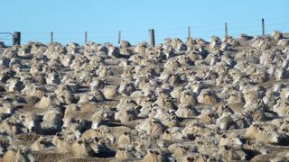 La proportion de moutons par habitant est au plus bas en Nouvelle-Zélande depuis les années 1850. La proportion de moutons par habitant est au plus bas en Nouvelle-Zélande depuis les années 1850.
