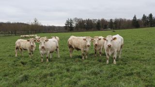 La FNB exige des réponses sur l'avenir que réservent Elisabeth Borne et son gouvernement à l'élevage bovin français.