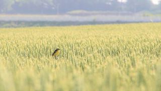 Le Parlement européen a rejeté le projet de texte qui veut imposer aux Etats membres de restaurer les écosystèmes abîmés. Le Parlement européen a rejeté le projet de texte qui veut imposer aux Etats membres de restaurer les écosystèmes abîmés.