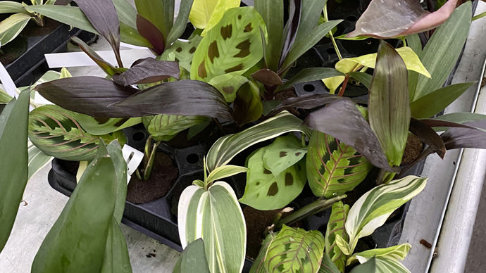 Jeunes plants de plantes vertes d'intérieur. Jeunes plants de plantes vertes d'intérieur.