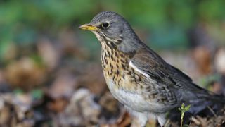 L'arrêté permettant la tenderie aux grives dans les Ardennes a été abrogé par le Conseil d'Etat. L'arrêté permettant la tenderie aux grives dans les Ardennes a été abrogé par le Conseil d'Etat.