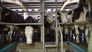 Les livraisons de lait aux laiteries ont accusé une nouvelle baisse en France au mois de mars 2023 Les livraisons de lait aux laiteries ont accusé une nouvelle baisse en France au mois de mars 2023