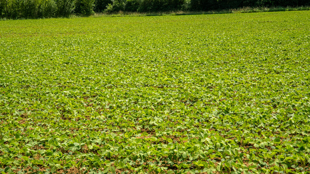 Les producteurs de pommes de terre doivent déclarer leurs surfaces plantées pour être couverts contre les préjudices des maladies et parasites de quarantaine.