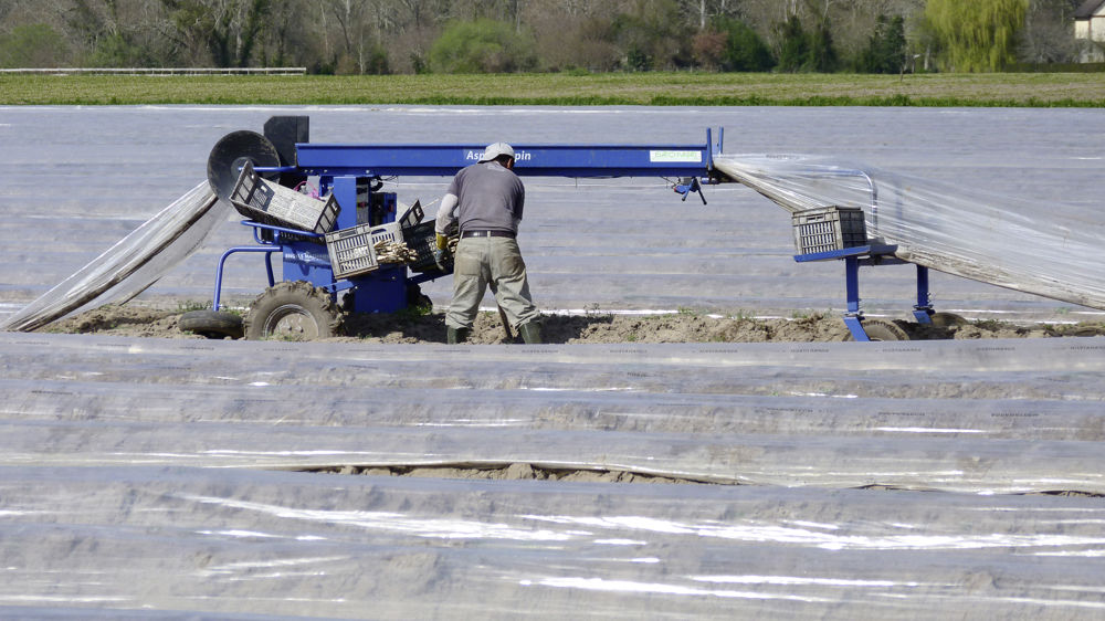 Plasticlean ambitionne de recycler dix mille tonnes par an de films plastiques utilisés en maraîchage.