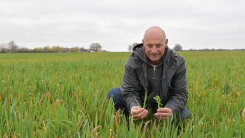Philippe Joubert associe le blé et le trèfle. Celui-ci deviendra un excellent couvert, qui évite de labourer.
