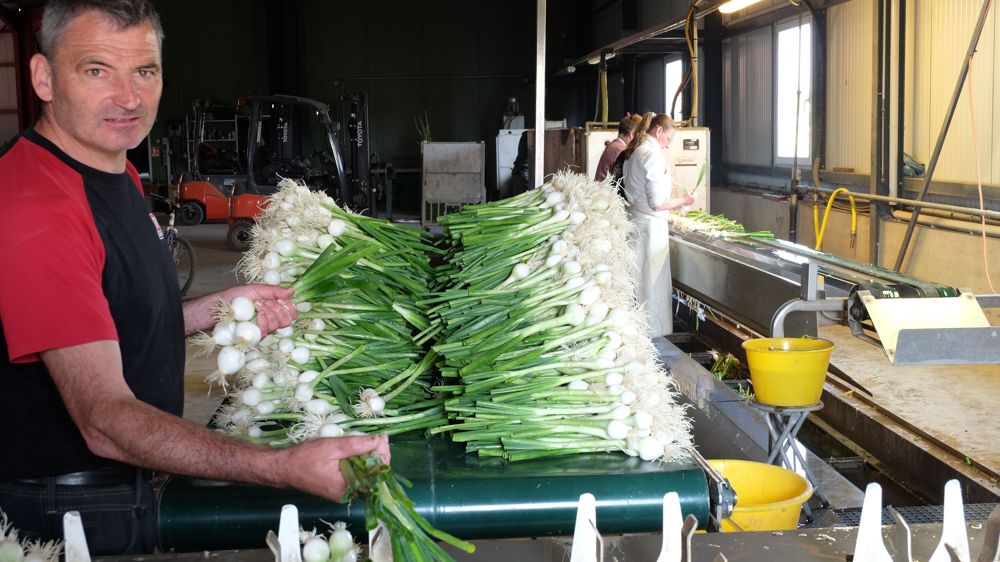 Pour sa récolte d’oignons dans le Bas-Rhin, Roland Jaeg va sans doute compenser avec de la main-d’œuvre polonaise, celle qu’il ne trouve plus autour de lui.