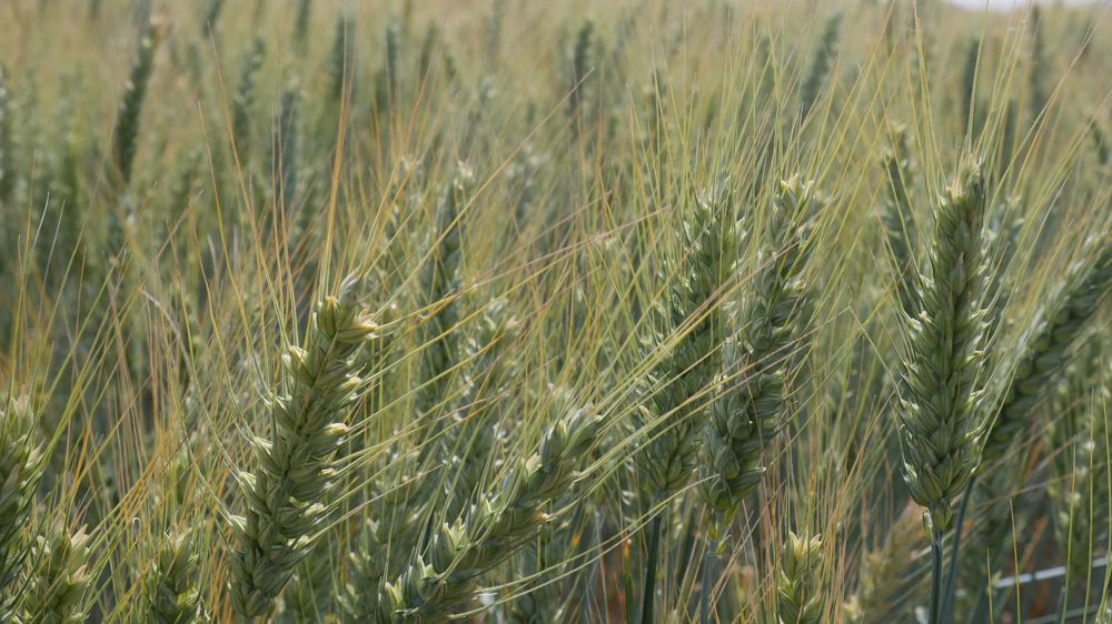 Les algues rouges sont utilisées pour stimuler les céréales et les protéger des maladies fongiques. Elles sont récoltées en Bretagne et en Vendée.