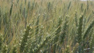 Les algues rouges sont utilisées pour stimuler les céréales et les protéger des maladies fongiques. Elles sont récoltées en Bretagne et en Vendée.