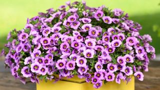 Calibrachoa COLIBRI™ ‘Spark’ Purple. Calibrachoa COLIBRI™ ‘Spark’ Purple.