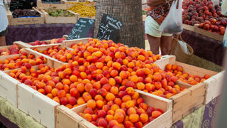 Au 1er juin 2023, Agreste estime que les intempéries ont affecté la récolte française d'abricots par rapport à 2022. Au 1er juin 2023, Agreste estime que les intempéries ont affecté la récolte française d'abricots par rapport à 2022.