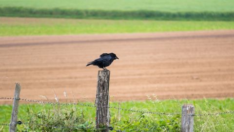 La publication d'une liste actualisée des espèces nuisibles, permettant d'en chasser certaines toute l'année, est dénoncée comme arbitraire et archaïque par plusieurs associations. La publication d'une liste actualisée des espèces nuisibles, permettant d'en chasser certaines toute l'année, est dénoncée comme arbitraire et archaïque par plusieurs associations.