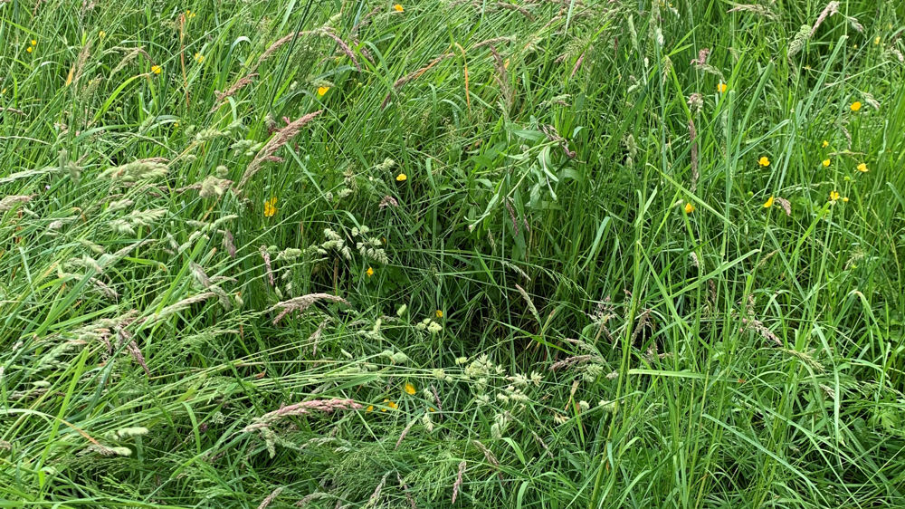 Un diagnostic prairial ainsi qu'un diagnostic des pratiques est fondamental avant de décider d’une rénovation de prairie. Un diagnostic prairial ainsi qu'un diagnostic des pratiques est fondamental avant de décider d’une rénovation de prairie.
