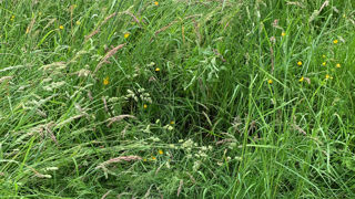 Un diagnostic prairial ainsi qu'un diagnostic des pratiques est fondamental avant de décider d’une rénovation de prairie. Un diagnostic prairial ainsi qu'un diagnostic des pratiques est fondamental avant de décider d’une rénovation de prairie.