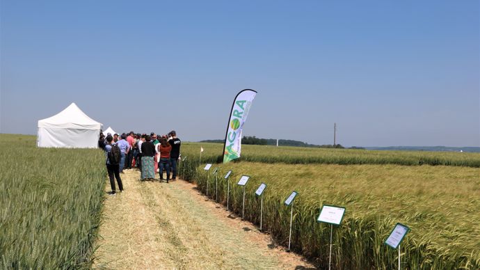 Pour Agora, la première clé d’entrée pour maintenir la productivité et la qualité du blé, tout en réduisant les intrants, est la variété, avec cette année plusieurs nouveautés remarquées.