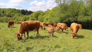 Pour que les petits veaux qui viennent de naître puissent boire sans difficulté, la hauteur du bac à eau ne doit pas excéder 50 cm.