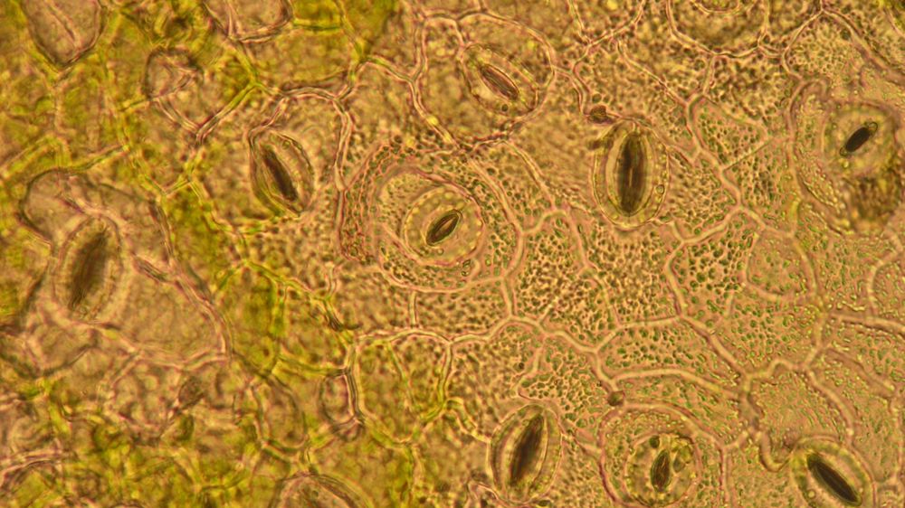 Une étude montre que l'ouverture des stomates, qui régulent notamment la transpiration des plantes, sont guidées par le niveau d'amidon stocké dans les feuilles.