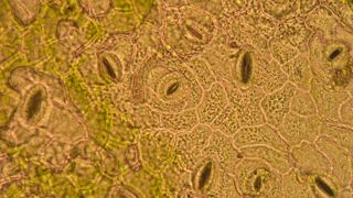 Une étude montre que l'ouverture des stomates, qui régulent notamment la transpiration des plantes, sont guidées par le niveau d'amidon stocké dans les feuilles. Une étude montre que l'ouverture des stomates, qui régulent notamment la transpiration des plantes, sont guidées par le niveau d'amidon stocké dans les feuilles.