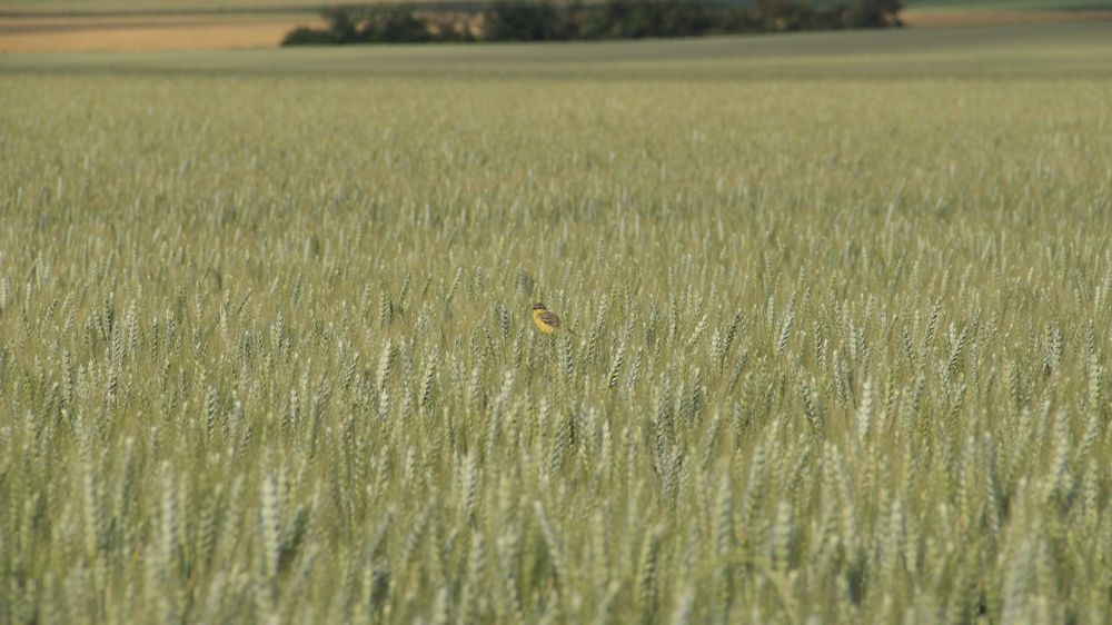 La destruction et la fragmentation des habitats naturels se sont intensifiés, tout comme les pollutions et le changement climatique. De ce fait, l’état de conservation des habitats naturels est défavorable.