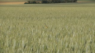 La destruction et la fragmentation des habitats naturels se sont intensifiés, tout comme les pollutions et le changement climatique. De ce fait, l’état de conservation des habitats naturels est défavorable.