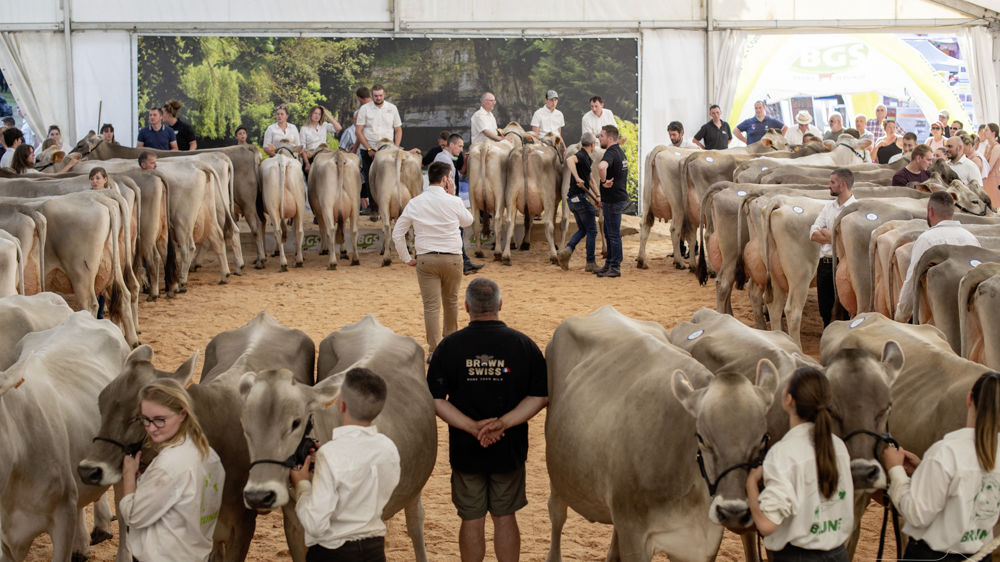 Lors de ce challenge interdépartemental, parmi huit départements, c’est le lot représentant la Côte-d'Or, terre d’élection de la brune, qui s’est distingué.