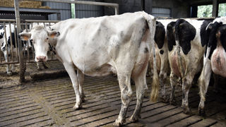 L'Efsa a livré ses recommandations sur le bien-être des animaux d'élevage dans le cadre de la future réglementation européenne prévue pour 2023. L'Efsa a livré ses recommandations sur le bien-être des animaux d'élevage dans le cadre de la future réglementation européenne prévue pour 2023.