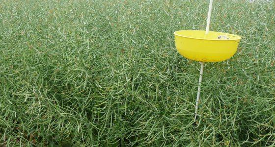 La protection intégrée combine l’ensemble des techniques préventives ou curatives disponibles, utilisées notamment en lutte biologique et raisonnée. En anglais, on parle de « Integrated pest management ».