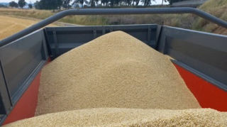 Même arrêtées par les pluies, les premières moissons d'orge d'hiver affichent des bons rendements et des bonnes qualités. Même arrêtées par les pluies, les premières moissons d'orge d'hiver affichent des bons rendements et des bonnes qualités.